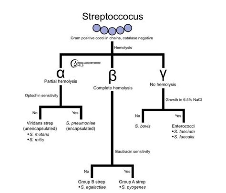 How do you identify Streptococcus?