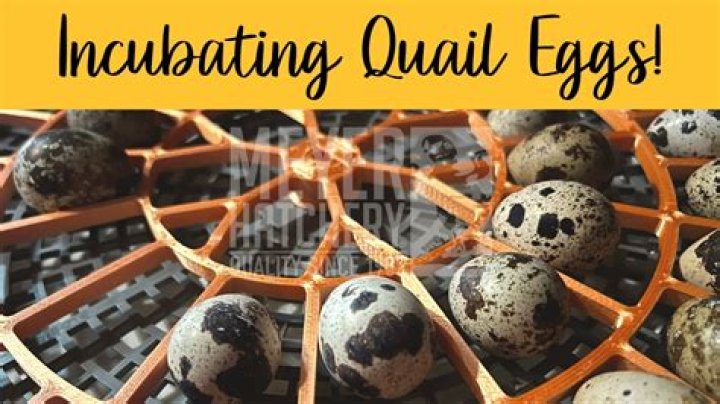 How do you incubate Japanese quail eggs?