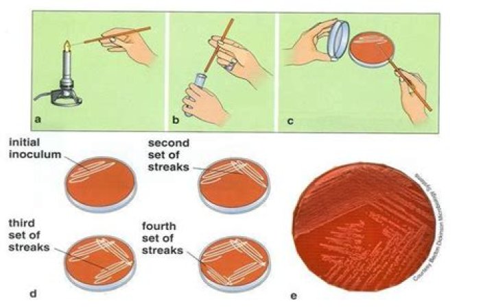 How do you isolate a bacterial colony?