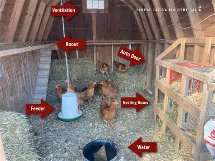 How do you keep chicken healthy?