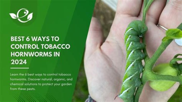 How do you keep tobacco hornworms away?
