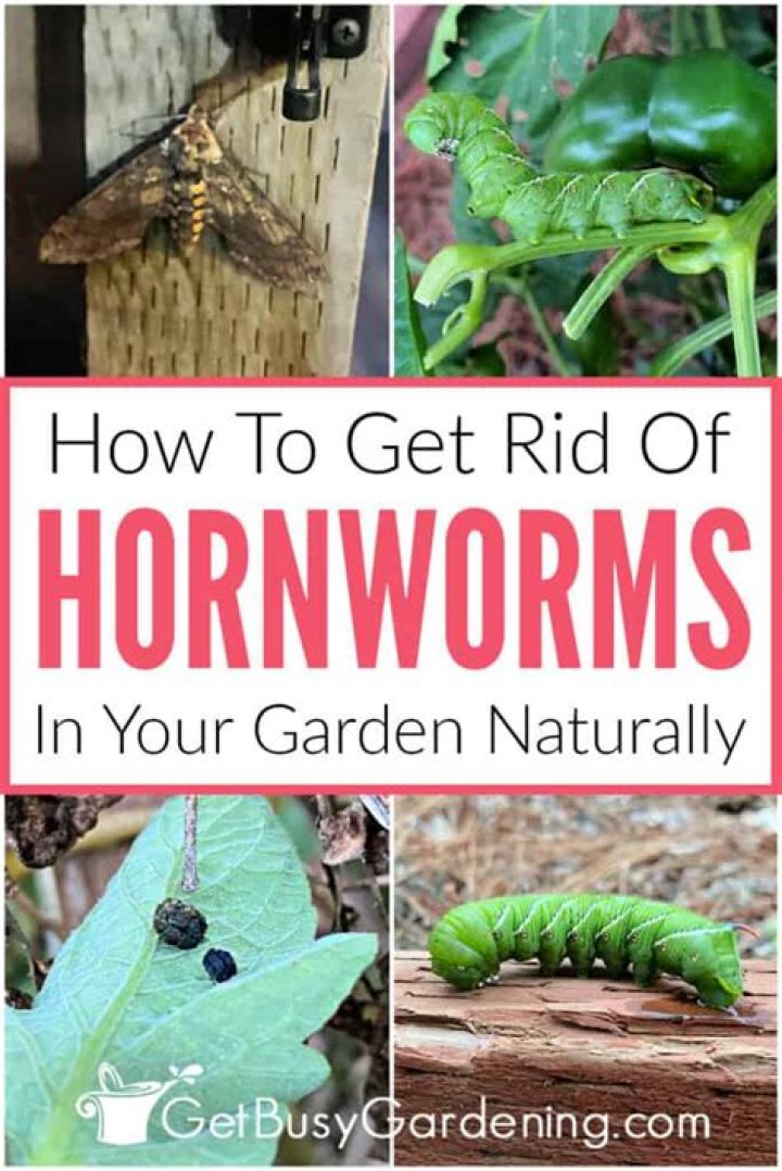 How do you kill Hornworms organically?