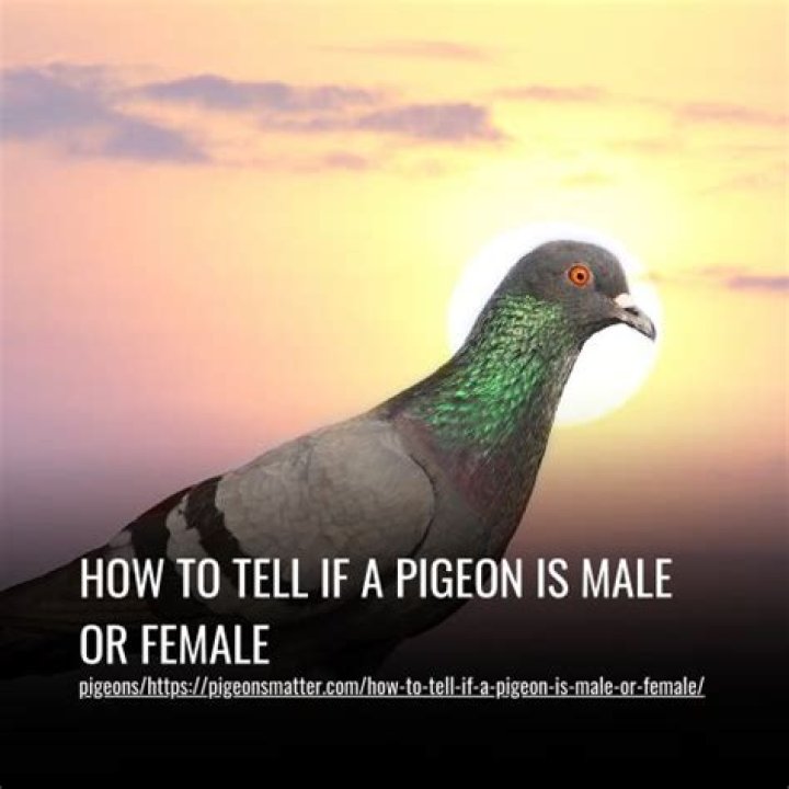 How do you know if a pigeon is dying?
