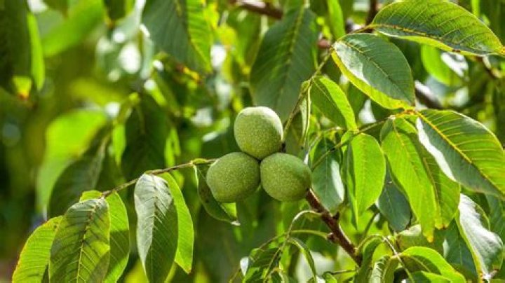 How do you know when a walnut tree is dying?