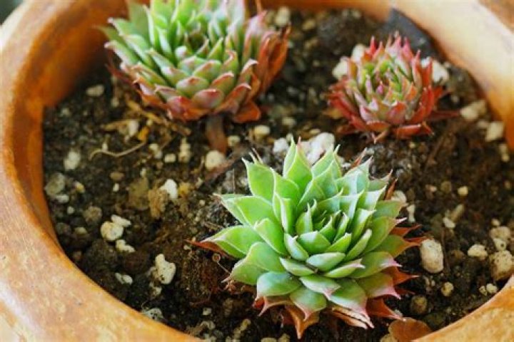How do you make sand succulent soil?