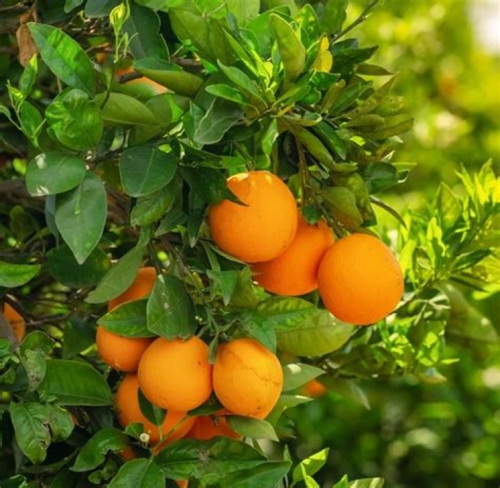 How do you plant a Washington navel orange?