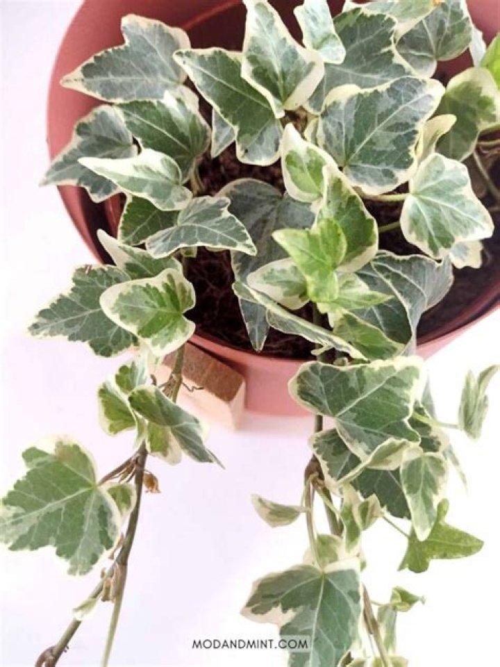 How do you plant Hedera helix?