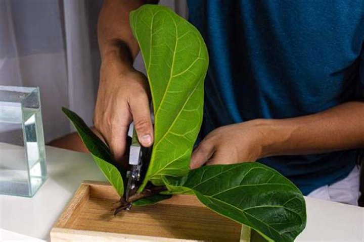 How do you propagate ficus cuttings in water?