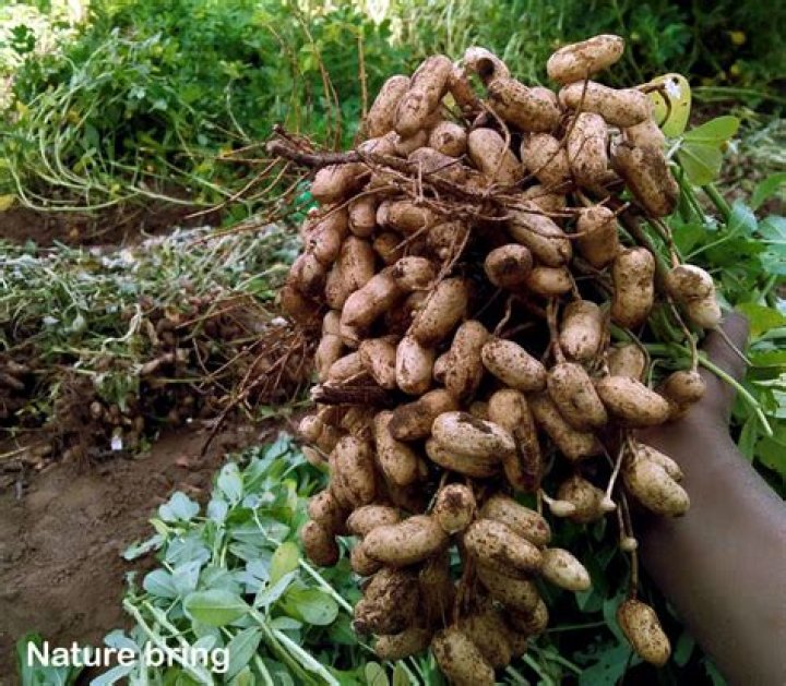 How do you propagate perennial peanuts?