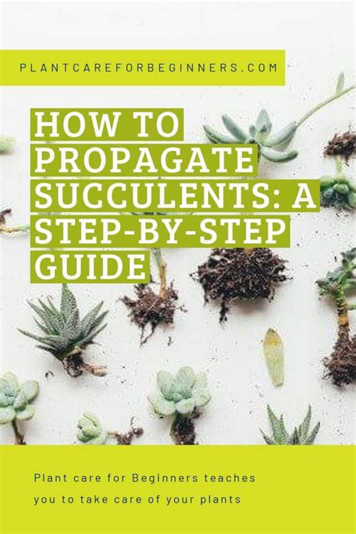 How do you propagate trailing succulents?