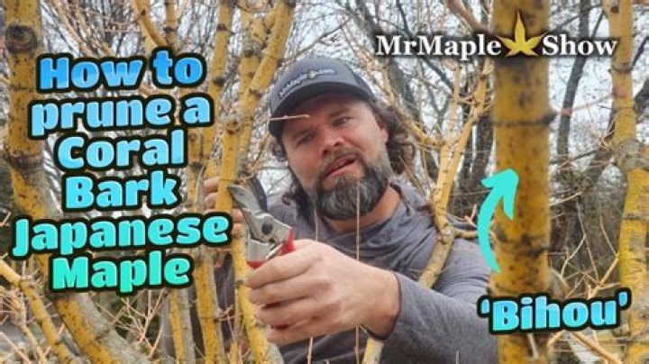 How do you prune a coral bark maple tree?