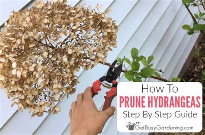 How do you prune a Tardiva hydrangea?