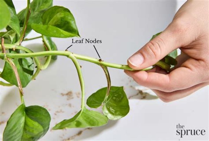 How do you split pothos plants?