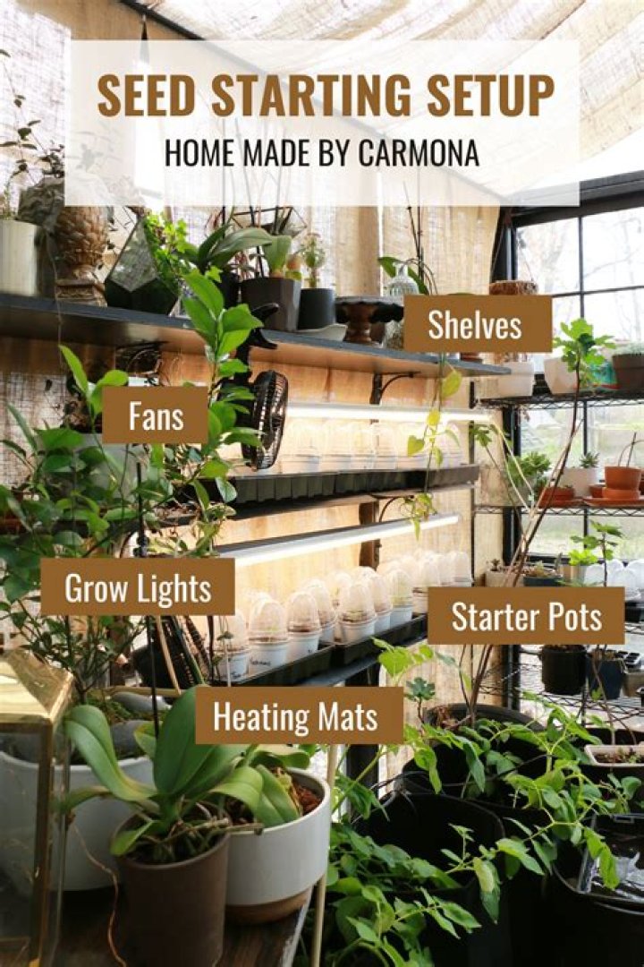 How do you start eggplant seeds indoors?
