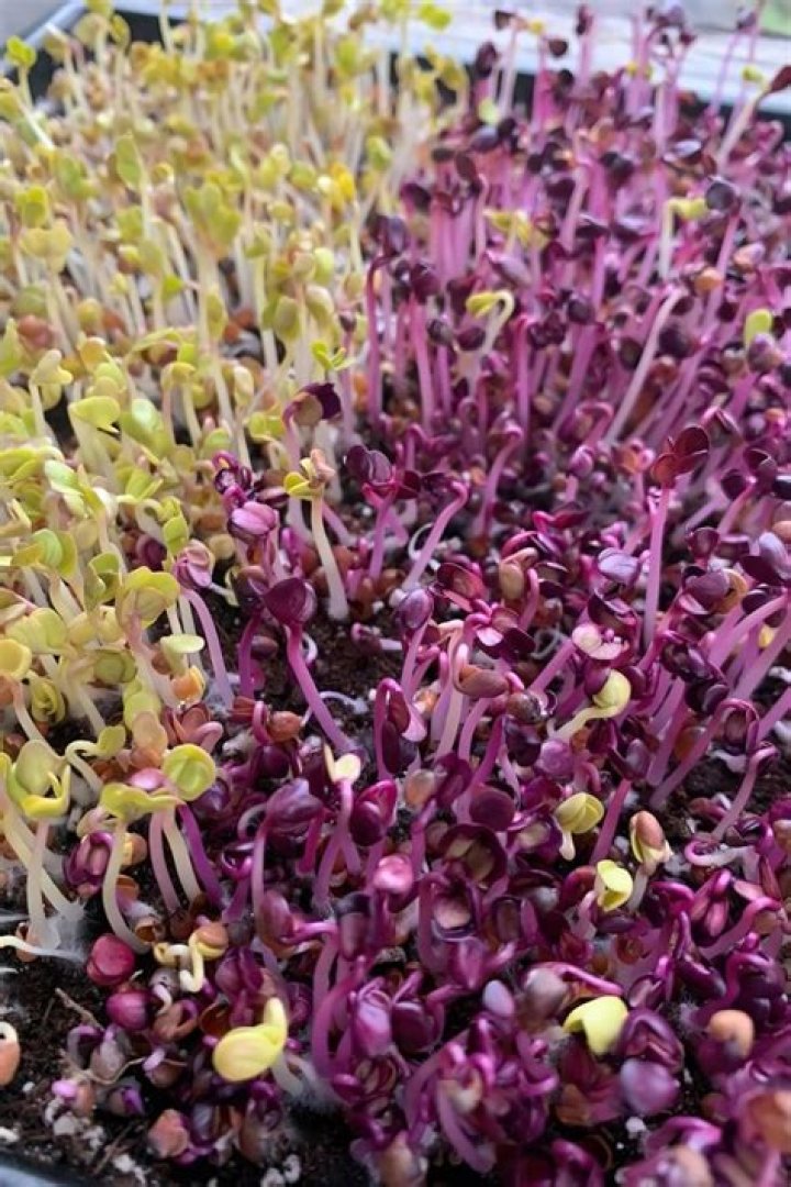 How do you sterilize Microgreen seeds?