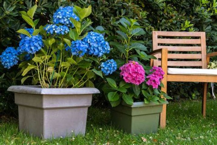 How do you take care of a potted hydrangea?