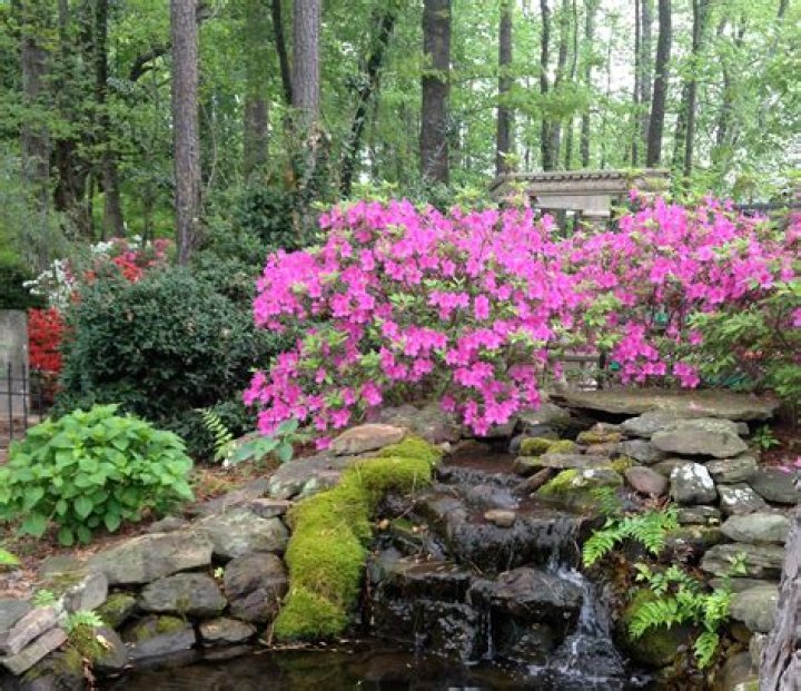 How do you transplant wild azaleas?