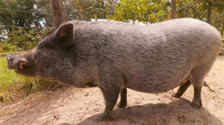 How do you treat a pot belly pig with dry skin?