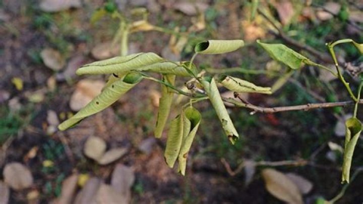How do you treat citrus root rot?