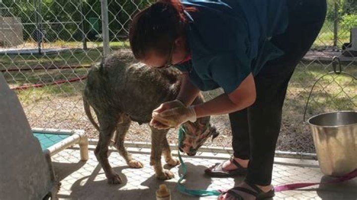 How do you treat mange in pigs?