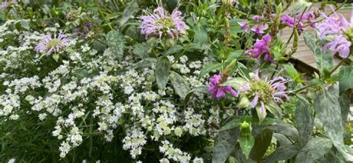 How do you treat Monarda powdery mildew?