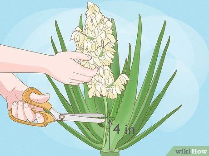 How do you trim a red yucca plant?
