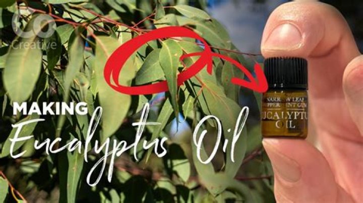 How do you use eucalyptus oil for spiders?