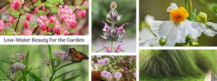 How do you water native plants in California?