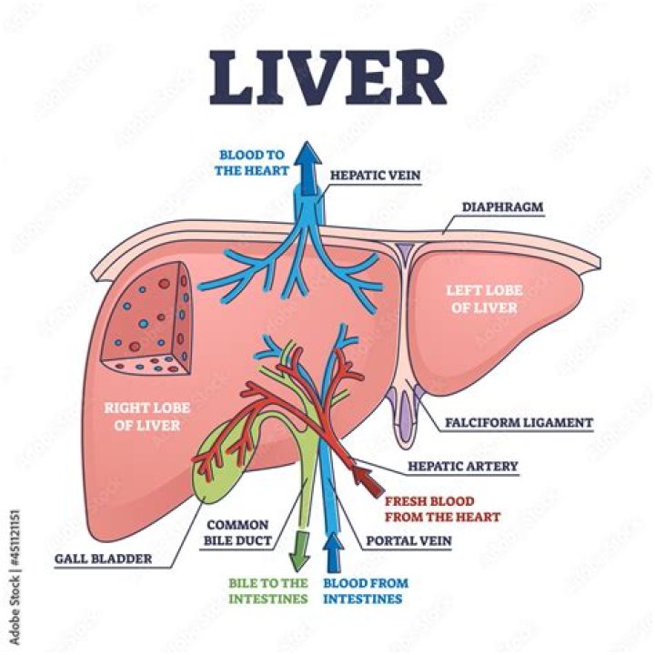 How does blood drain from the liver?