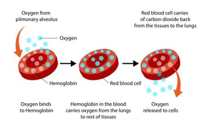 How does blood pH affect oxygen saturation?