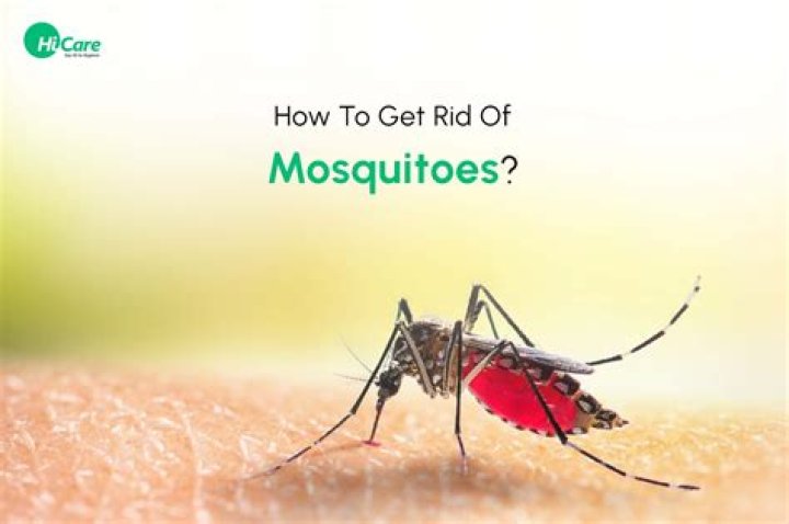 How does Brown Sugar get rid of mosquitoes?