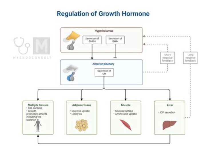 How does growth hormone affect muscle growth?