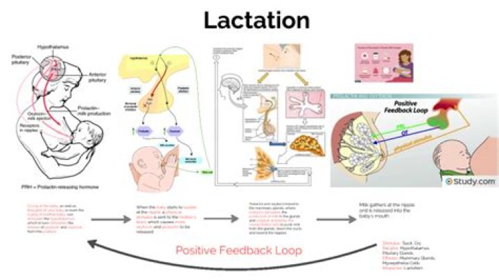 How does lactation feedback inhibitor work?