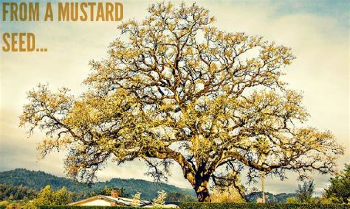 How does mustard grow?