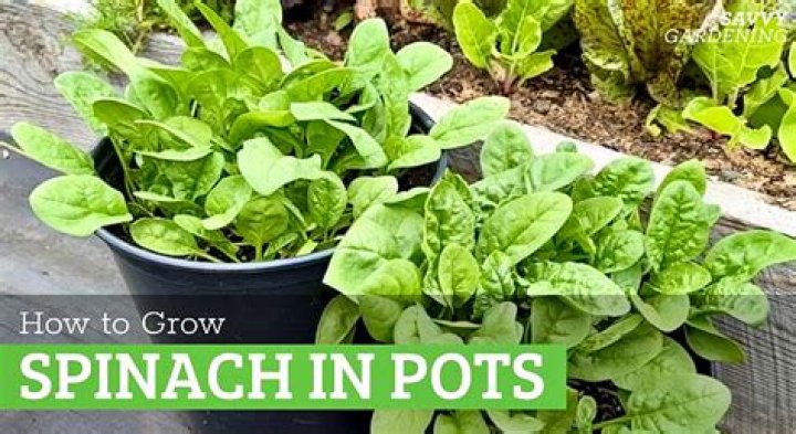 How does spinach grow in South Africa?