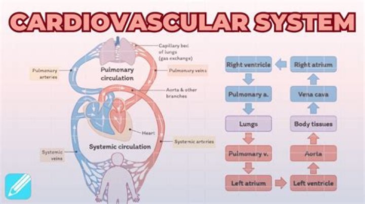 How does the cardiovascular system work with the skeletal system?