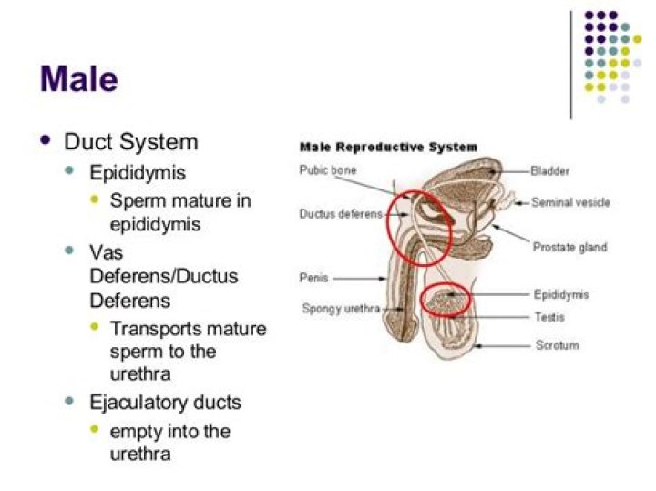 How does the epididymis mature sperm?
