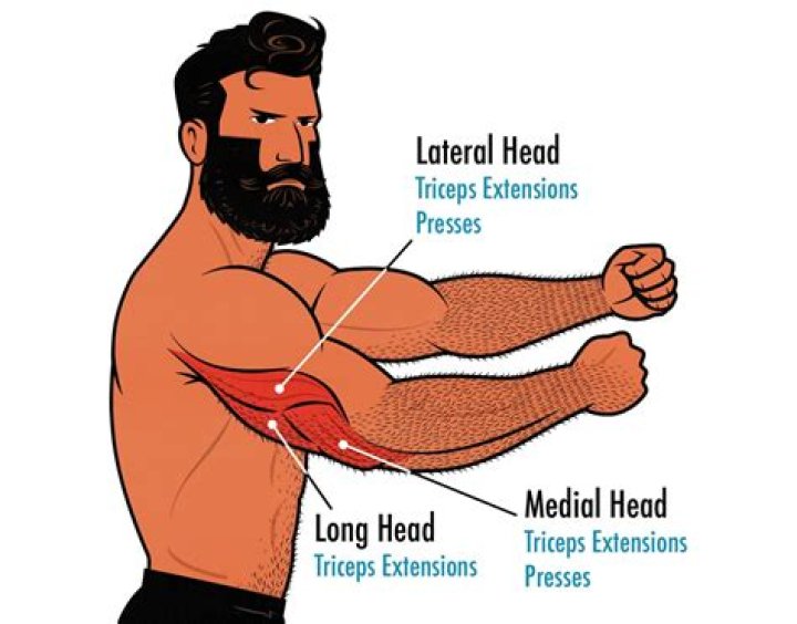 How does the tricep muscle work?