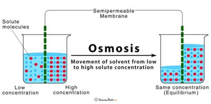 How does water move in osmosis?