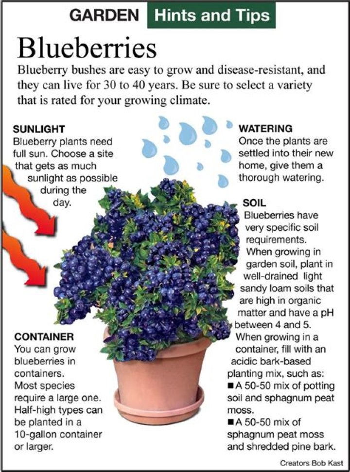 How far apart do you plant blueberry bushes?