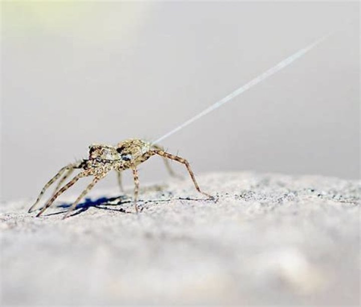 How far can Spiders travel?