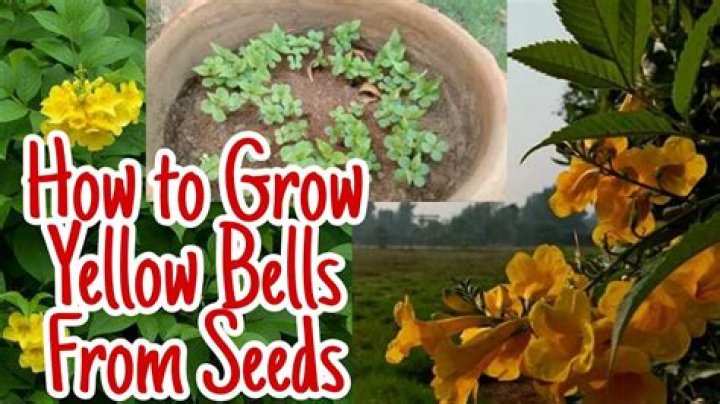How fast do yellow bells grow?