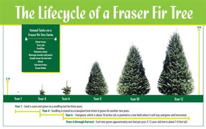 How fast does a Frasier fir grow?