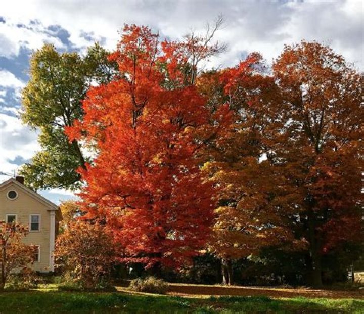 How fast does a sunset maple grow?