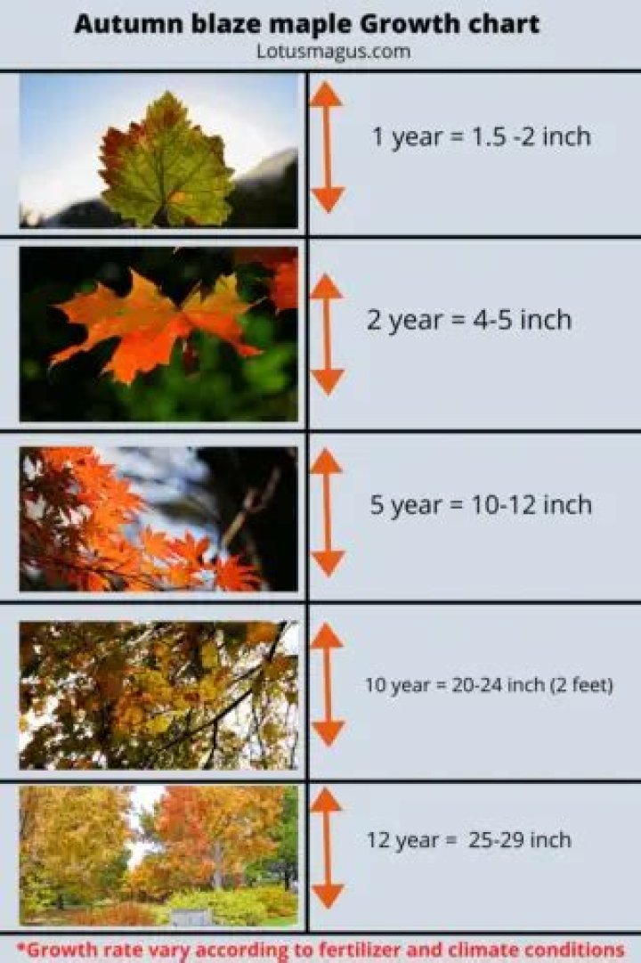 How fast does autumn blaze maple grow?