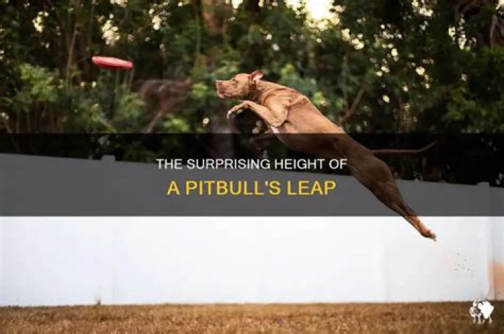 How high can a pitbull dog jump?