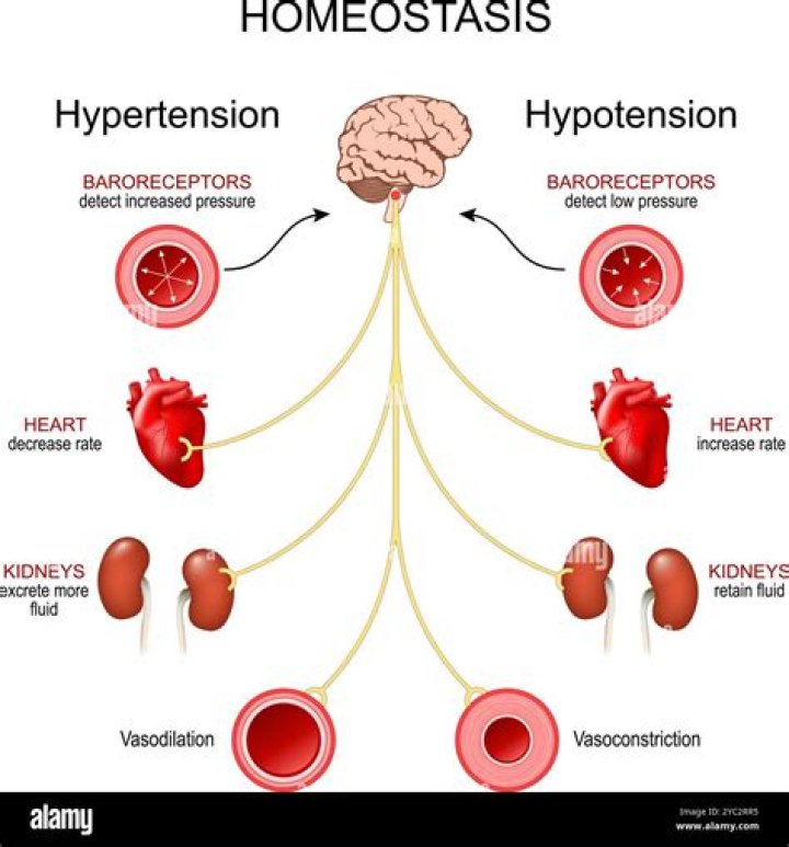 How is blood pressure generated and maintained?