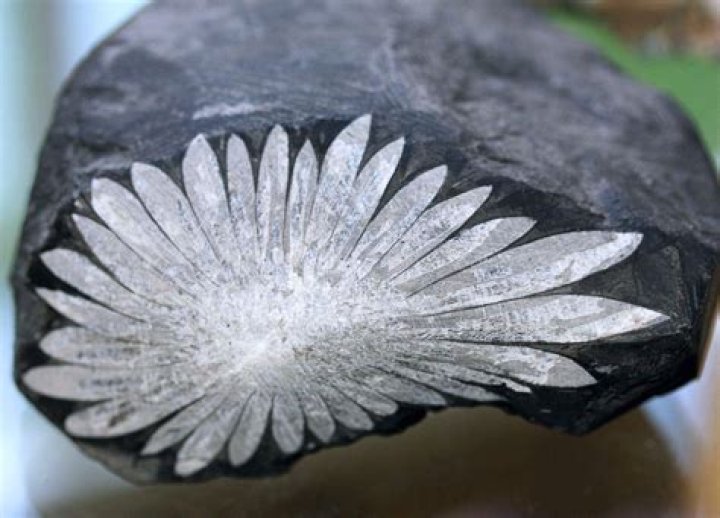 How is chrysanthemum stone formed?