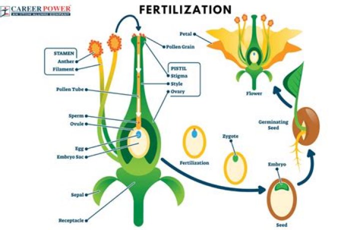 How is fertilization brought about in a flower?