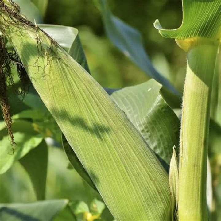 How is grain farmed?